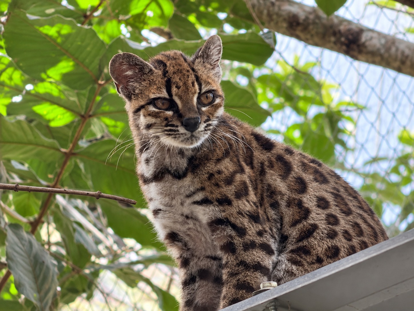 Tilcayo, el pequeño felino de los Yungas que sorprende al mundo de la mano de dos investigadores de la UMSA